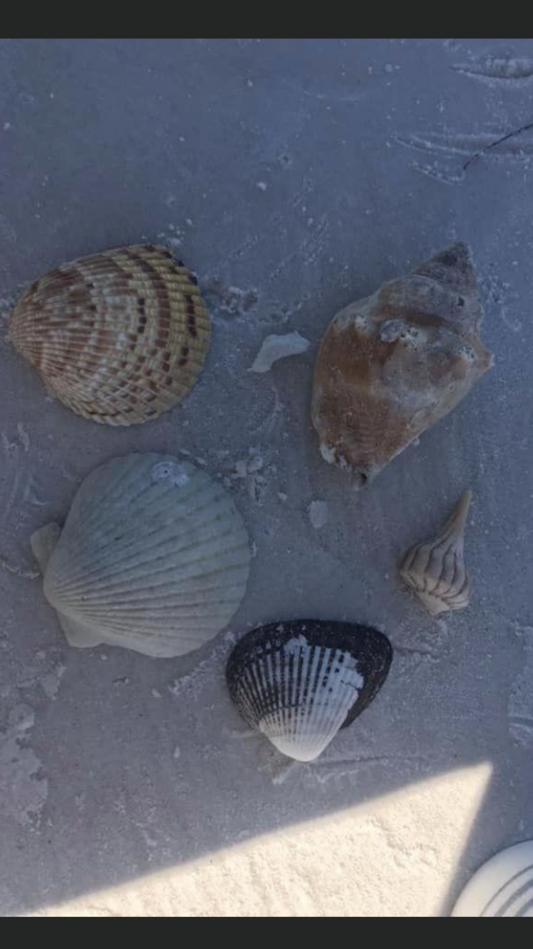 Siesta Key, Florida - sea shells 